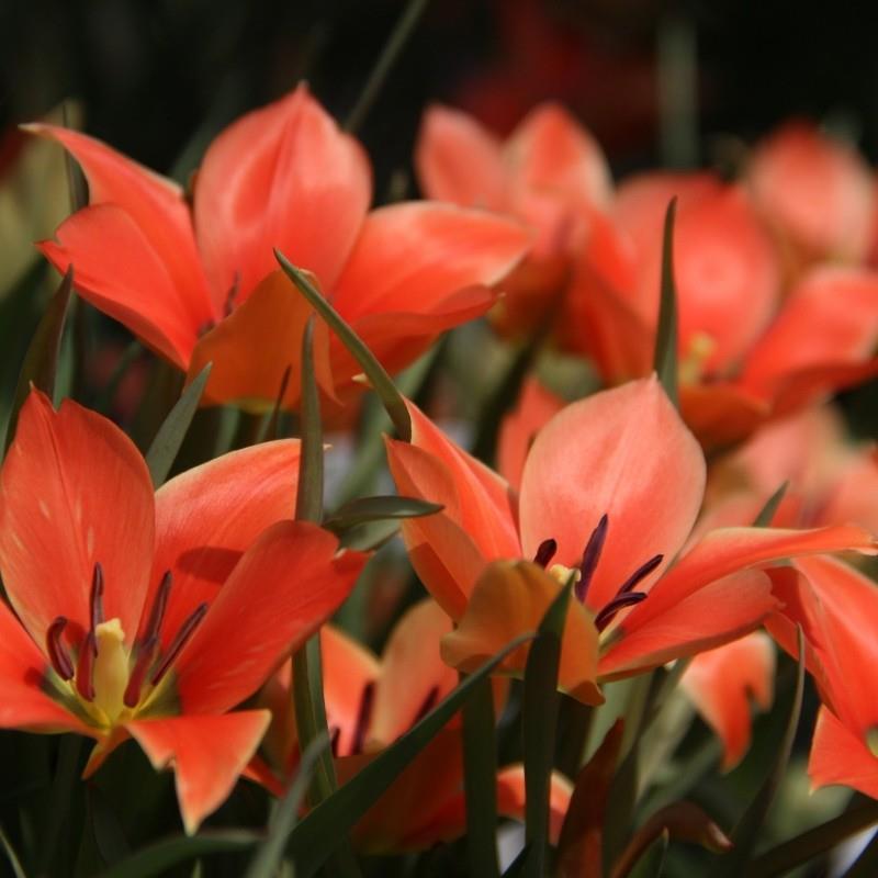 Tulipa batalinii 'Red Gem' syn. T. liniflora kr 10,00 pr. stk. Opprinnelse: Syria (arten).