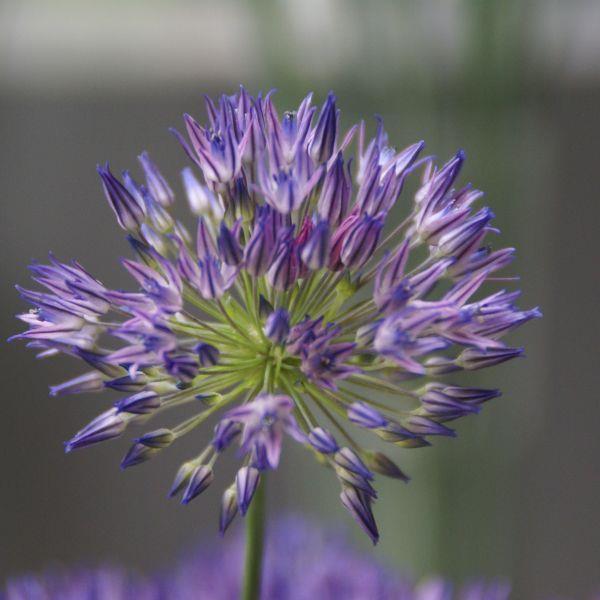 Allium litvinovii - Meget sjelden! kr 90,00 pr. stk.