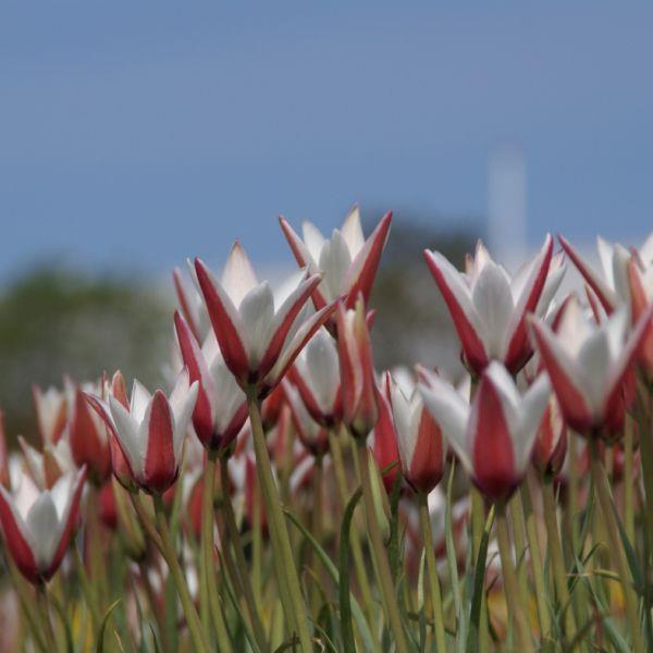 Tulipa clusiana - Uvanlig i Norge. kr 20,00 pr. stk. Opprinnelse: Nordøst-Afganistan.