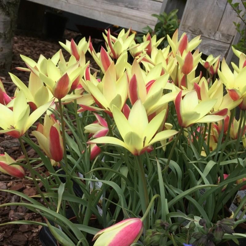 Tulipa clusiana 'Cynthia' kr 10,00 pr. stk. Opprinnelse: Holland.