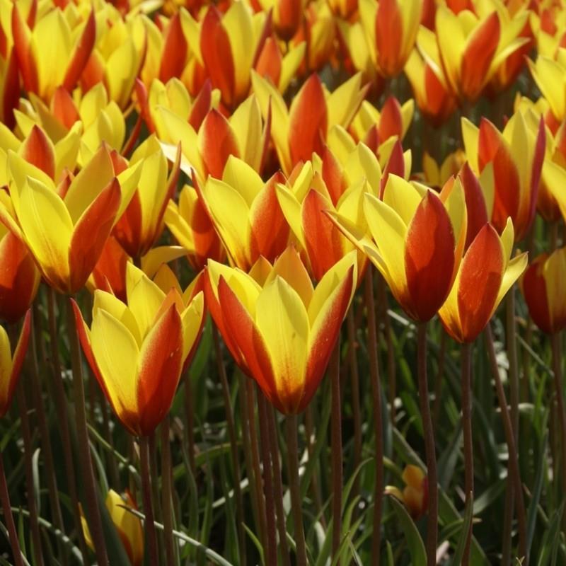 Tulipa clusiana var. chrysantha 'Tubergen's Gem' kr 10,00 pr. stk. Opprinnelse: Holland.