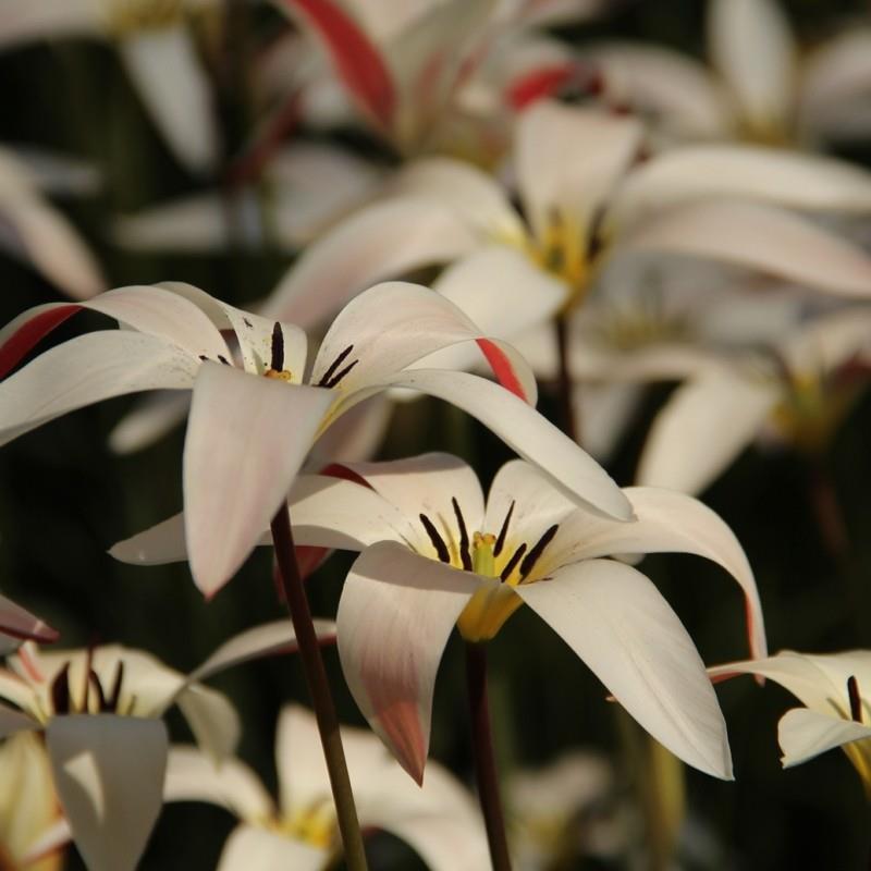 Tulipa clusiana var. stellata, Historisk sort. kr 10,00 pr. stk. Opprinnelse: Afganistan og Pakistan.