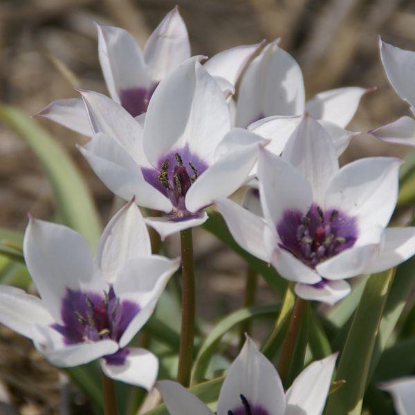 Tulipa humilis var. Pulchella - Sjelden! 'Alba Caerulea Oculata' syn. T. violacea var. pallida kr 30,00 pr. stk.