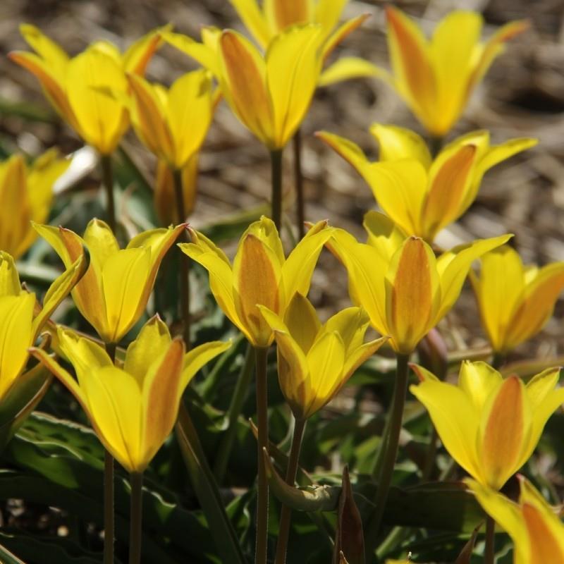 Tulipa iliensis syn. T dykesiana, T. hoeltzeri kr 15,00 pr. stk. Opprinnelse: Tien Shan, Sentral-Asia.