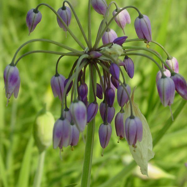 Allium macranthum - Sjelden! kr 50,00 pr. stk. Krysning mellom A. atropurpureum og A.