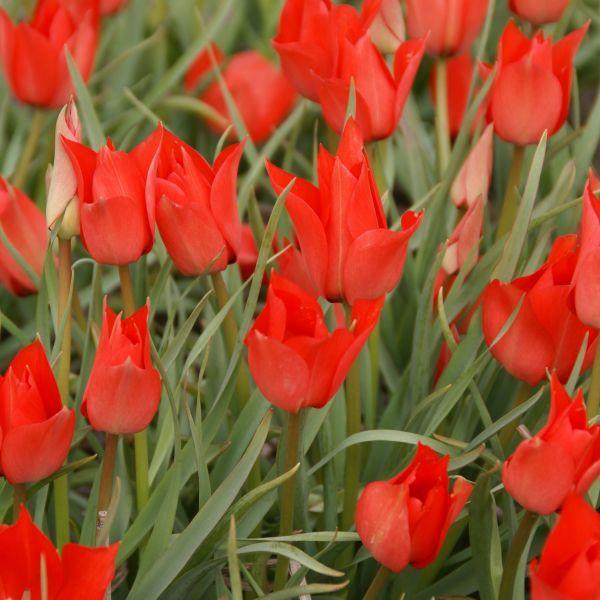 Tulipa linifolia kr 5,00 pr. stk. Opprinnelse: Tadsjikistan Høyde 15 cm.
