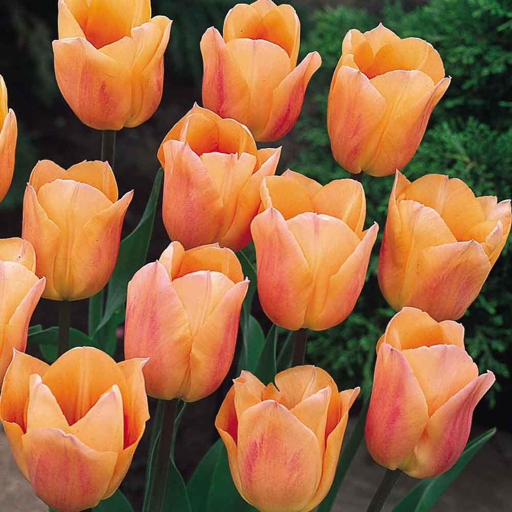 Tulipa linifolia 'Aprikot Beauty' kr 10,00 pr. stk. Opprinnelse: Høyde 15 cm.