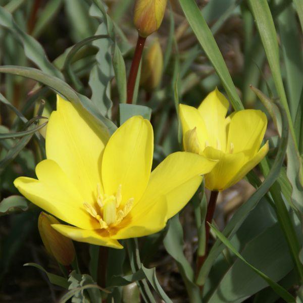 Tulipa montana var. chrysantha kr 15,00 pr. stk. Opprinnelse: Iran.