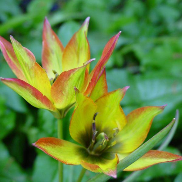 Tulipa orphanidea 'Flava' kr 15,00 pr. stk. Opprinnelse: Vest-Tyrkia.