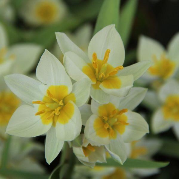 Tulipa polychroma syn. T. biflora var. grandiflora kr 10,00 pr. stk. Opprinnelse: Nord-Iran.