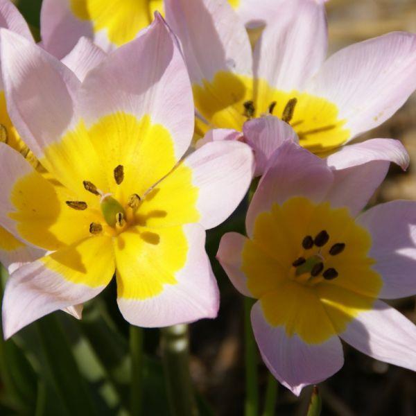 Tulipa saxatilis kr 10,00 pr. stk. Opprinnelse: Nord-Iran. Nordvest-Afganistan. Kjent siden begynnelsen av det 17de-århundre. Gjenintrodusert i 1870.