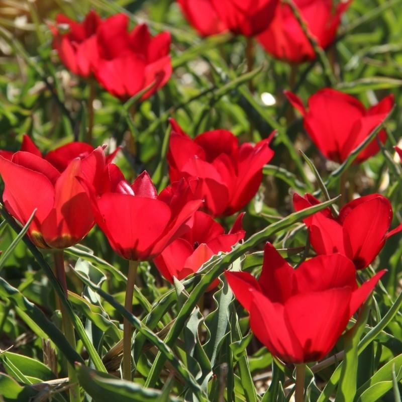 Tulipa stapfii kr 25,00 pr. stk. Opprinnelse: Vest- og Nord-Irak.ca. 1900 Høyde 25 cm.