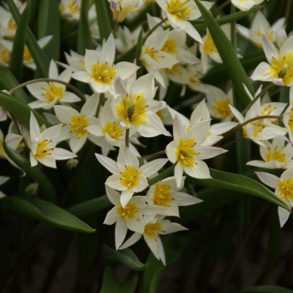 Tulipa turcestanica kr 5,00 pr. stk. Opprinnelse: Sentral-Asia, Turkestan, Nordvest- Kina, 1875.