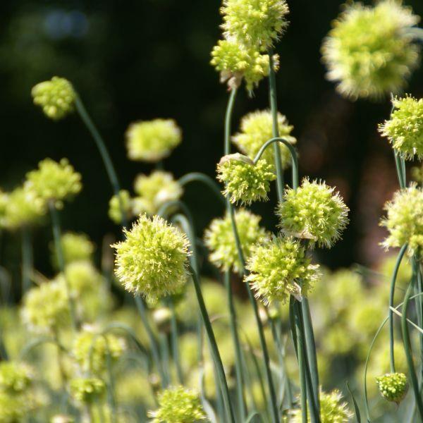 Allium obliquum - Sjelden! kr 40,00 pr. stk. Opprinnelse: Sajan-fjellen, Sibir.