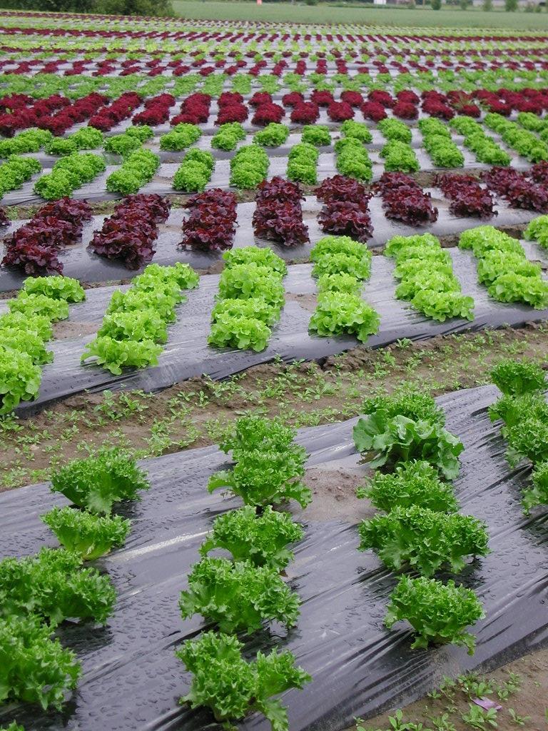 Muligheter for landbruket i Follo Gode vekstvilkår/klima Grønnsaker og