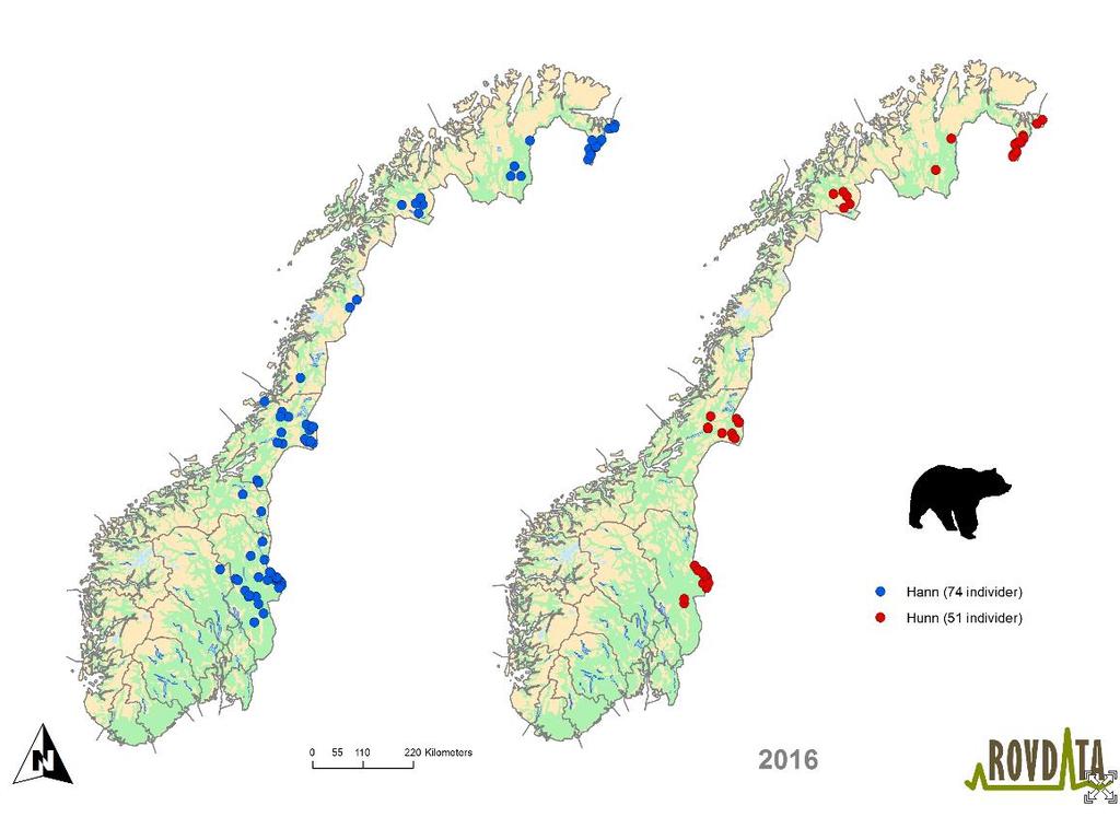 Side 12 av 21 Bjørn Antall beregnede ynglinger av bjørn i Norge (6 ynglinger) ligger langt under det nasjonale bestandsmålet for bjørn (13 ynglinger).