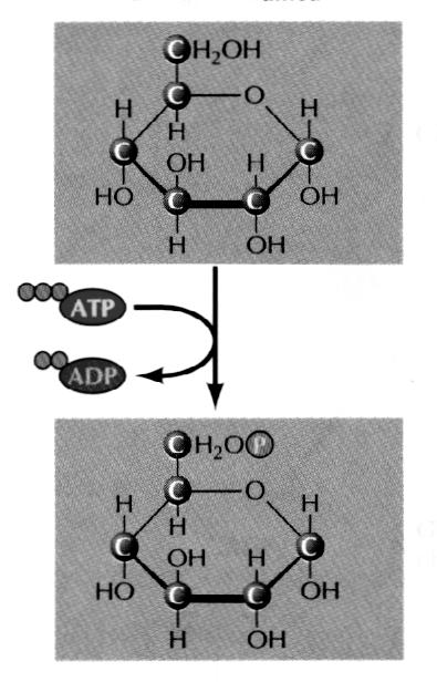 Trinn 1 Glukose ΔG o = -16.