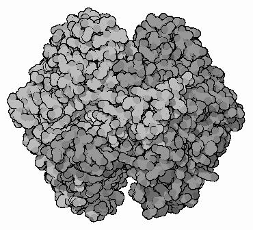 reversible reaksjonen overfører ring-oksygenbindingen fra C1 til C2