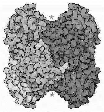 Trinn 3 Fruktose-6-fosfat ΔG o = -14.2kJ/mol Fruktose-1,6-bisfosfat Fosfofruktokinase-1 (PFK1) Dette er det andre energi-investeringstrinnet i glykolysen.