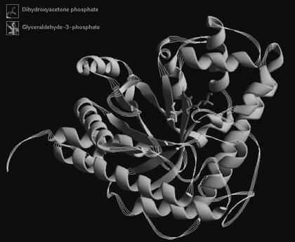 Trinn 4 Fruktose-1,6-bisfosfat ΔG o = 23.