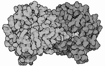 Disse vil danne en innbyrdes likevekt katalysert av triosefosfat-isomerase, hvor