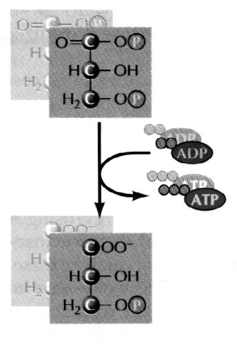 Trinn 6 1,3-Bisfosfoglysersyre ΔG o = -18.