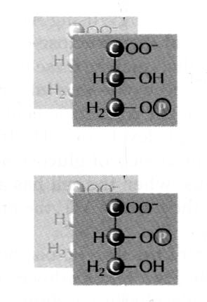 Cellene produserer overskudd 2,3BPG for å fylle opp enzymet og komplettere reaksjonen Trinn 7 3-Fosfoglysersyre ΔG o