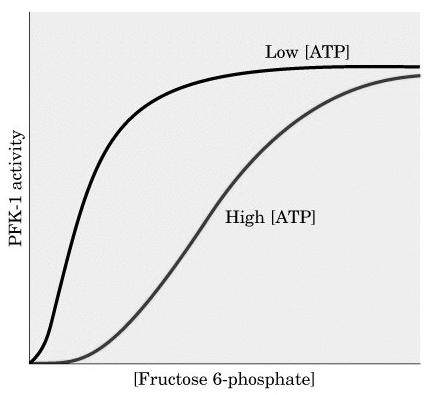 Fosfofruktokinase 1-Hovedregulatoren i glykolysen? Fosfofruktokinase 1 er et allosterisk enzym som består av 4 like subenheter.