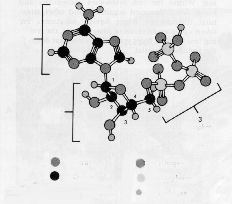 ATP Bindingene mellom fosfatgruppene i adenosin trifosfat (ATP) er meget energirike.