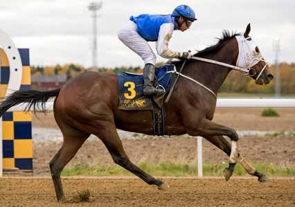 Spennende sprintløp Captain America. Foto Svensk Galopp Det siste løpet torsdag er et sprintløp med gode hester. Captain America er hesten med høyest formtall, og det er fortjent.