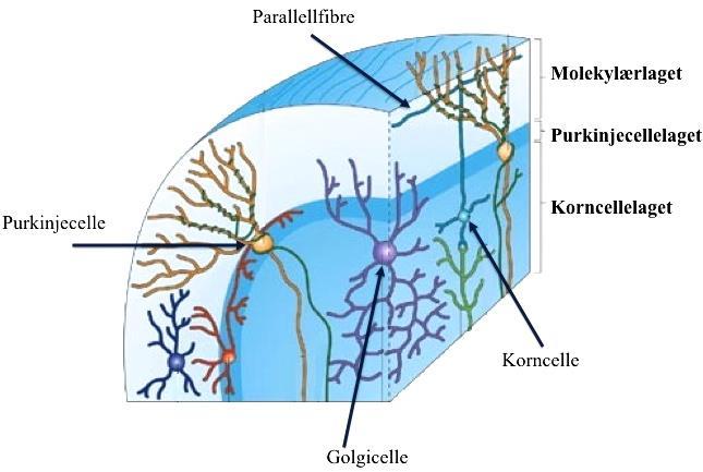 Innledning 1.2.4 Migrering av kornceller i lillehjernen Migrasjon er en sentral prosess som er viktig for normal funksjon av nervesystemet.