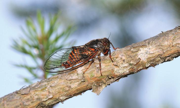 Litt mer om sangsikaden Cicadetta montana i Norge Anders Endrestøl Sangsikaden Cicadetta montana (Scopoli, 1772) er en unik og enestående skapning i vår fauna.