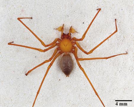 Man antar edderkoppen henger i grottetaket og bruker unike, sigdliknende klør til å fange insekter. Dagbladet har forøvrig klart å oversette klørne med «krokete bein».