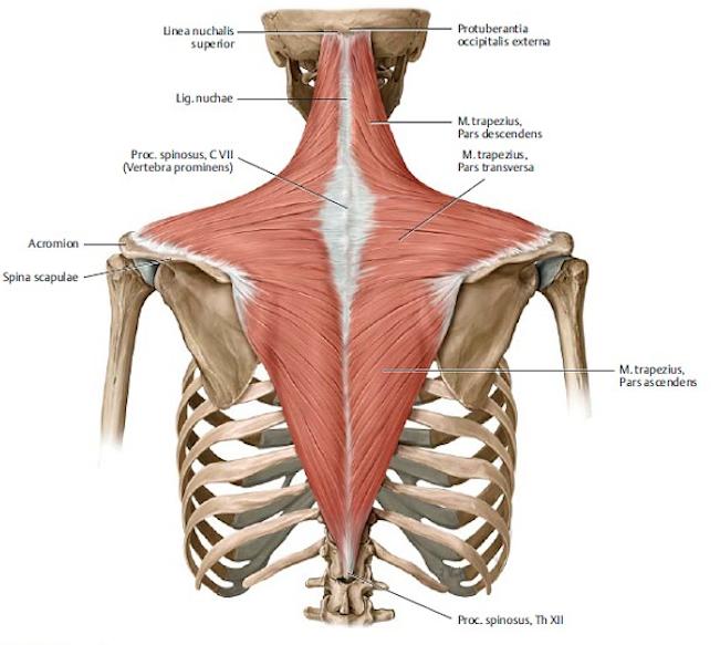 ipsilateral rotasjon av nakken, oppoverrotasjon og elevasjon av scapula, i tillegg til å rotere cavitas glenoidale superiørt (Dahl & Rinvik, 2007; Gilroy et al., 2009).