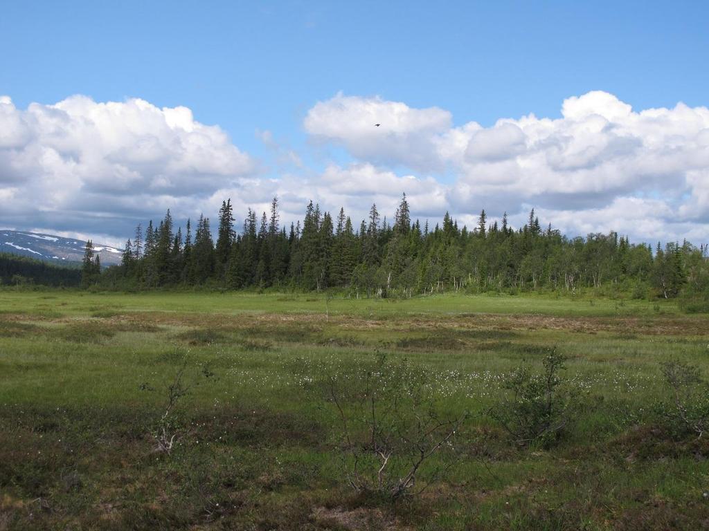 Figur 8: Skogsøy Vest (Foto: Håkon Holien). Skogsøy øst har synlige partier med halvrikt berg som består av glimmerskifer og noe kalk.