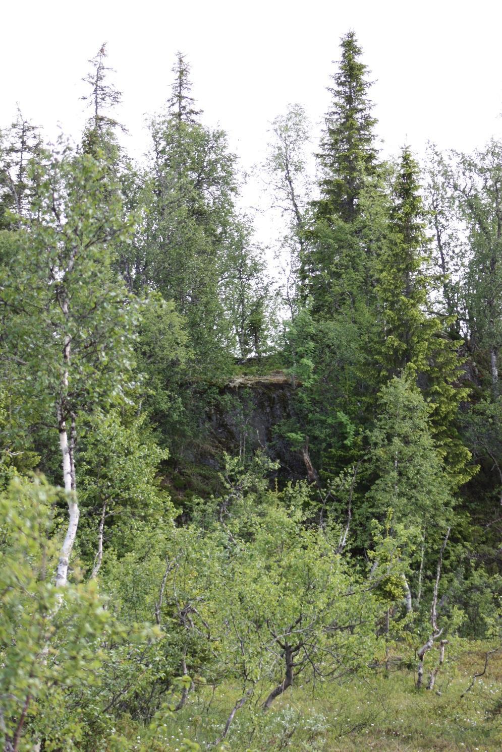 Figur 9: Skogsøy Øst med berg i dagen (Foto: Silje Kristin Nygård). 4.1.