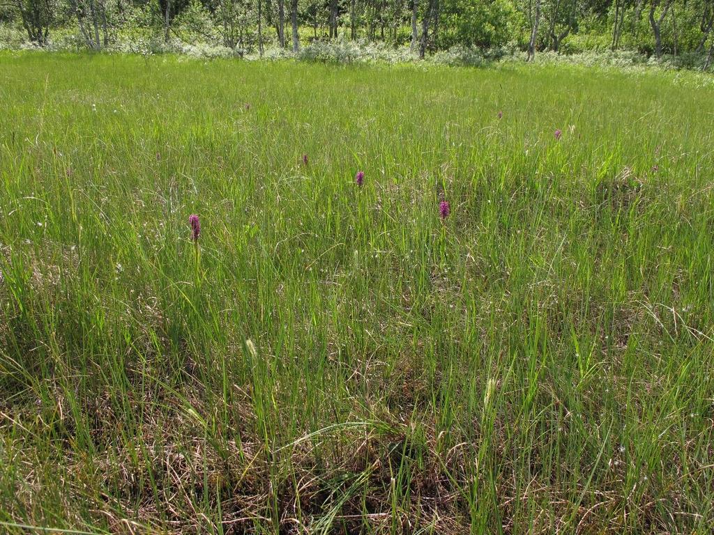 Figur 12: Felt med ulike arter i marihåndslekta Dactylorhiza sør i delområde 4 (Foto: Håkon Holien). 4.1.5 Delområde 5; Kantsone Sørvest Delområde 5 er kantsone helt sør i reservatet opp mot vei (vedlegg 8).