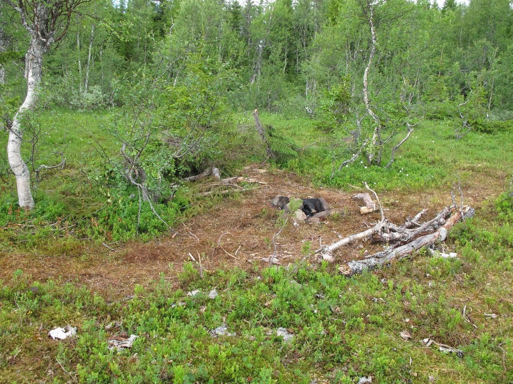 4.3 Andre registreringer i 2013 I spissen helt vest i delområdet 1 ble det registrert en leirplass der det hadde blitt fyrt opp bål. Vegetasjon tett rundt var tydelig ødelagt som følge av dette.