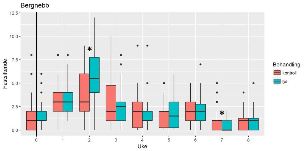 Figur 12: Antall lus vist som boxplots for bergnebb i