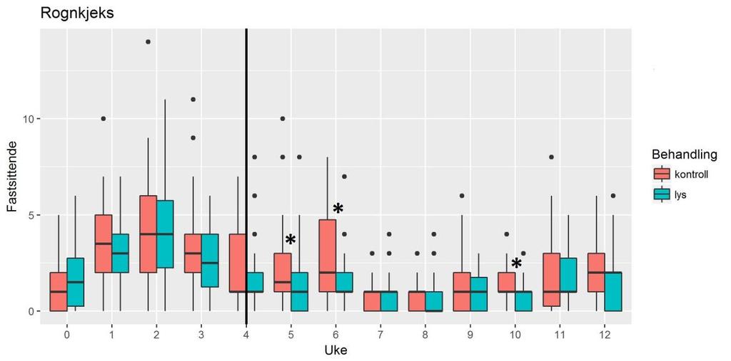 Figur 13: Antall lus vist som boxplots