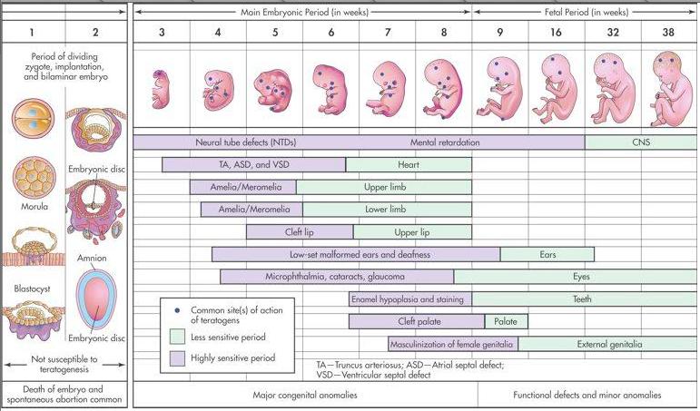 Figur 1.4.1: Fosterutviklingen og hvilke perioder de ulike organene er mest utsatt for skade [122].