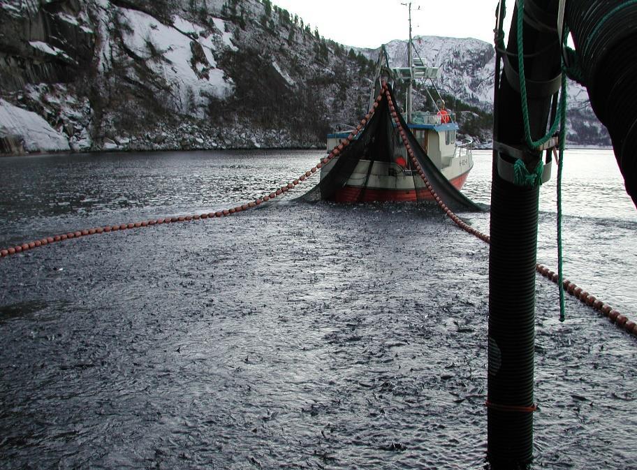 Endring av metodikk ved sildemerking Kystnot i kombinasjon med brønnbåt?