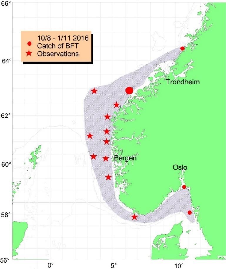 Havforskningsinstituttet sammenfatter nå all fangststatistikk og forskningsinnsats på makrellstørje i Norge de siste om lag 100 år som vitenskapelig grunnlagsmateriell (NFD/ICCAT).