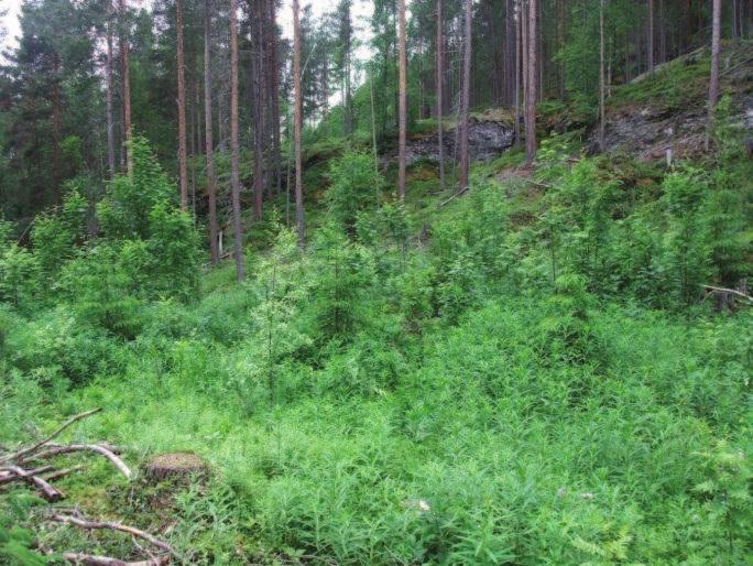 Figur 3: Eksempler på skogbildet i furuskog, fra forsøksfeltet på Tolga.