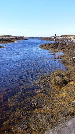 Årsmøte/tillitsvalgtkonferanse i NJFF Møre og Romsdal Molde 25. - 26. mars 2017 definisjonen av «dorging» vag. Vi vet at dette kan være en svært effektiv fangstmetode.