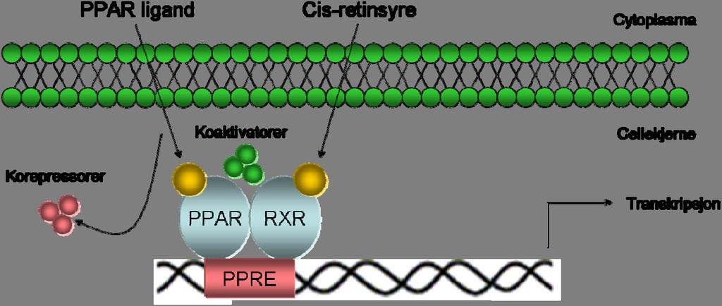 20 Figur 3: PPAR-signalering. Etter binding av ligand til PPAR, heterodimeriserer reseptoren med retinoid X reseptor (RXR).
