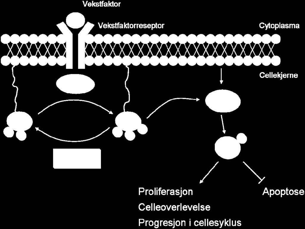 Konvertering av PIP 2 til PIP 3 katalyseres av PI-3 kinase.