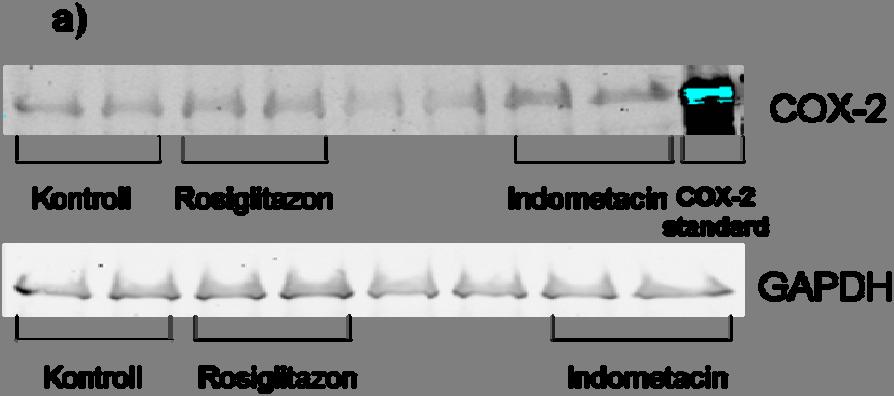 67 Figur 18: Effekt av rosiglitazon (10µM) og indometacin (100µM) på ekspresjon av COX-2 målt ved Western blotting, i HT 29 celler (n=2). Cellene ble sådd ut med en celletetthet på 50 000 celler/cm 2.