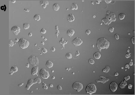 c) Kontroll: celler eksponert for medium med 0,2 % DMSO (samme