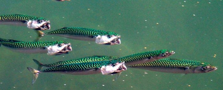 Makrell en konkurrent til sjøfugler? Planktonbeitende makrell. Foto: Odd Terje Sandlund Økosystemet i havet er i stadig endring, og nye arter dukker opp hele tiden.